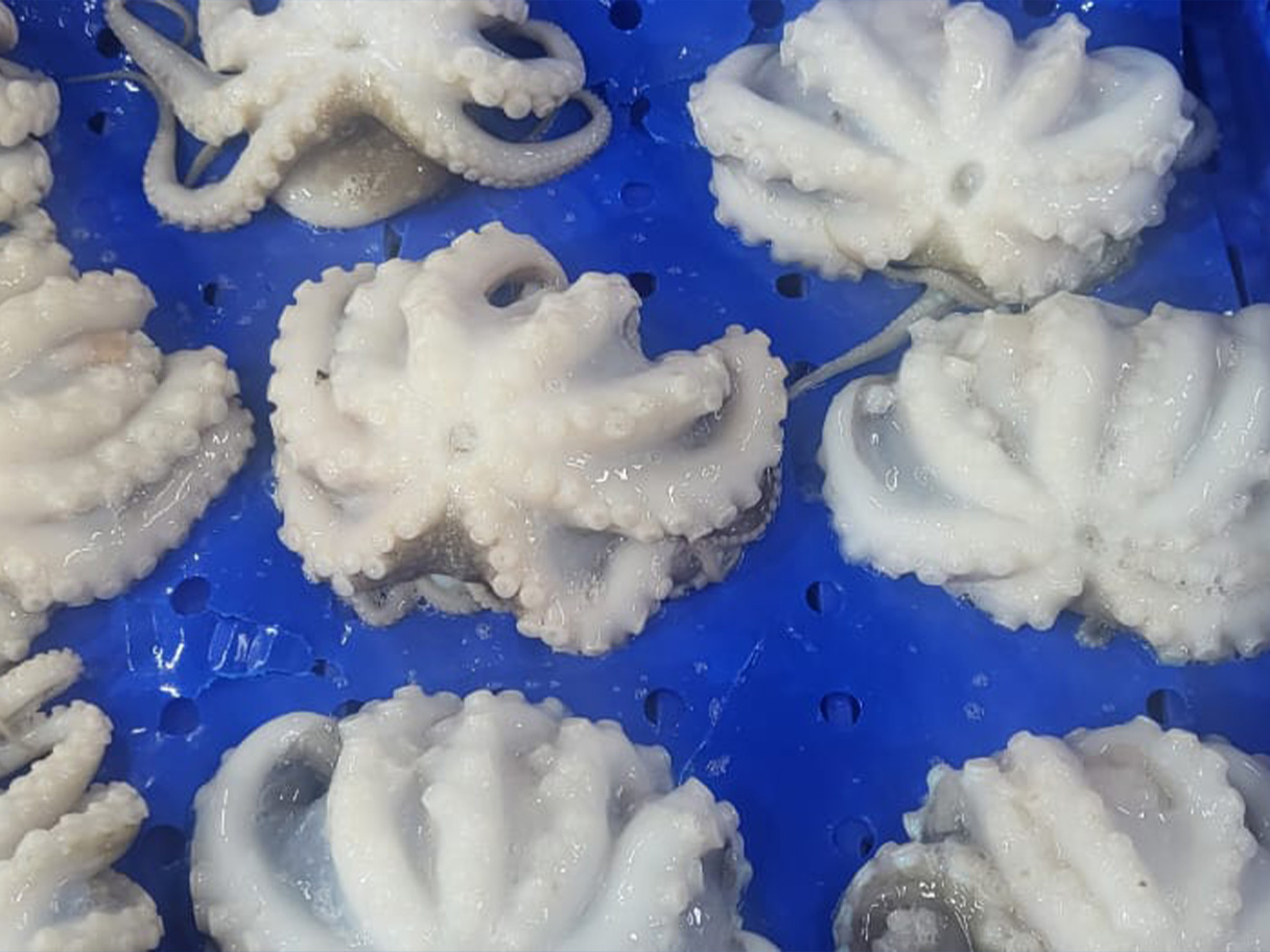 Baby Octopus IQF